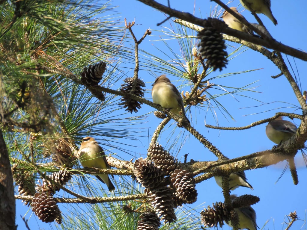 waxwings in pine